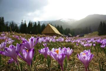 Фото номера Шале (для 6 взрослых) Шале Sun&amp;Ski Maciejówka г. Бялка-Татшаньска 110
